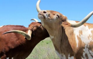 texas longhorn 2386537 1280 1 1200x628 1